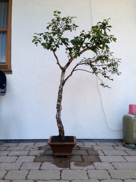 birke1.JPG