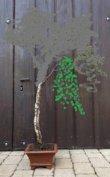 AndreasR_Birke.jpg