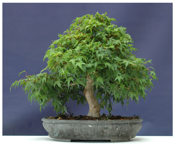 Acer0713.jpg