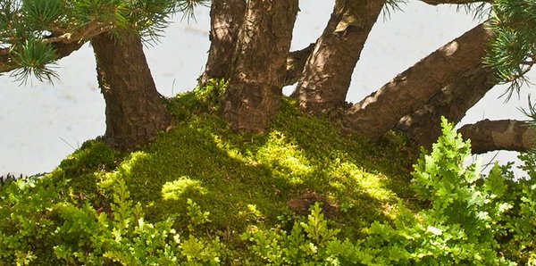 2013-07-R2C_2339w.jpg