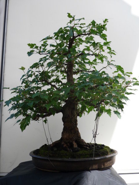 Nebari Ginalla 001.JPG
