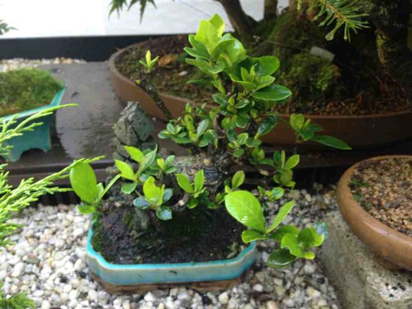 gardenie_2.jpg