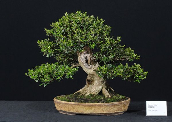 02-Lonicera-nitida,-Josef-Knieke.jpg