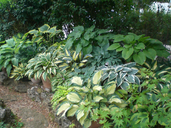 Noch mehr Hosta.jpg