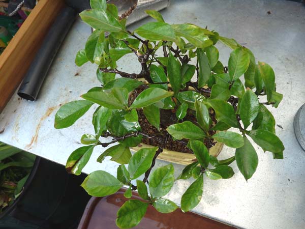 Gardenie von oben.jpg