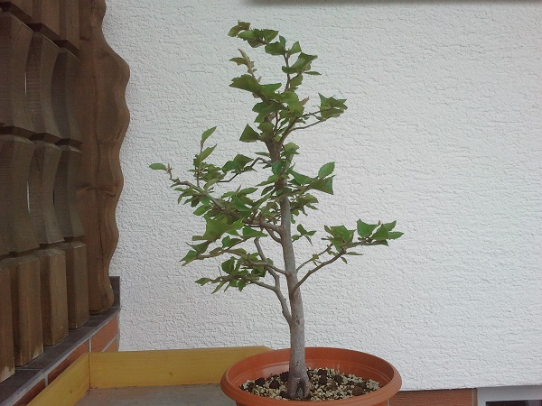 2013-08-09 14.11.15.jpg