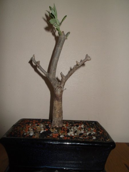 Olive 004.JPG