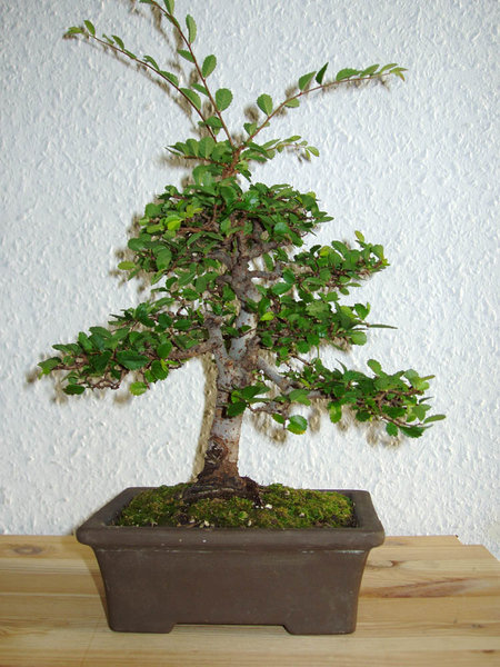 September 2008 in neuer Schale