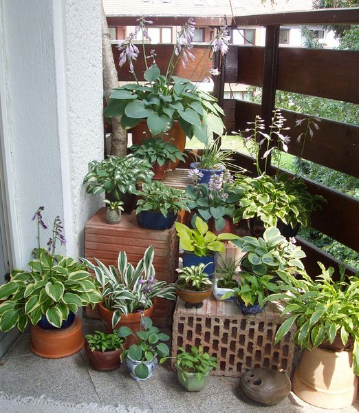 Hosta-Treppe im Juli 2013