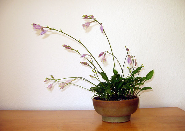 H. venusta