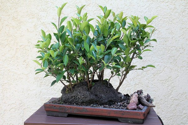 Ficus auf Lava