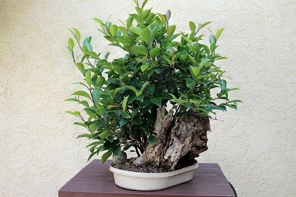 Ficus auf Totholz