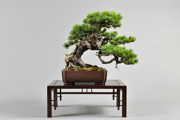 Pinus mugo von Nicola Crivelli (Copyright: Nicola Crivelli)