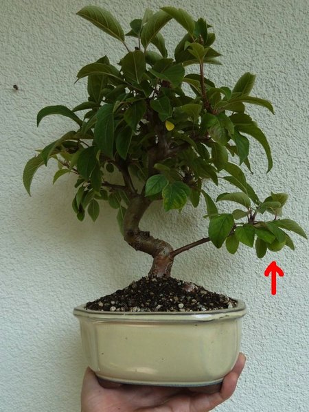 Apfel.jpg