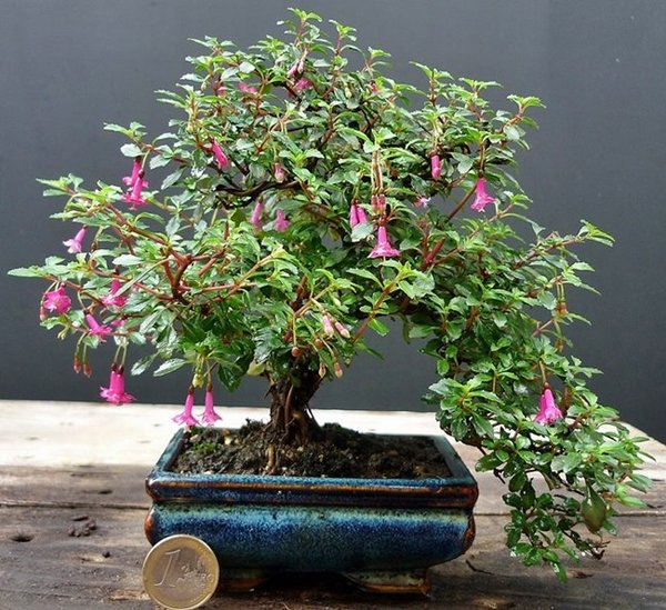 Fuchsia hemsleyana Betsy