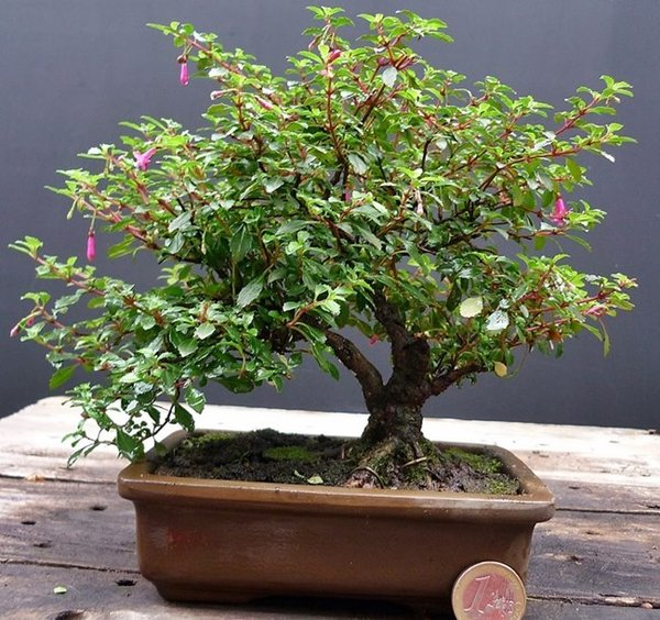 Fuchsia Mutterpflanze ca. von 2009