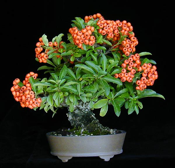 Merry-Berry-Bonsai-Kit-08.jpg