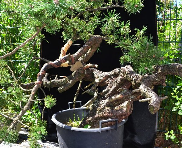 Ungefähre spätere Front. Sehr wahrscheinlich wird der Baum noch ein Stück gegen den Uhrzeigersinn gedreht. Weitere Biegearbeiten (inkl. Nachbiegen) folgen im nächsten Jahr