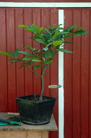 Baum 1 Vorher