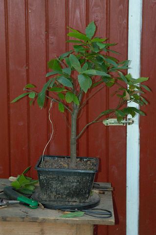 Baum 2 Nachher