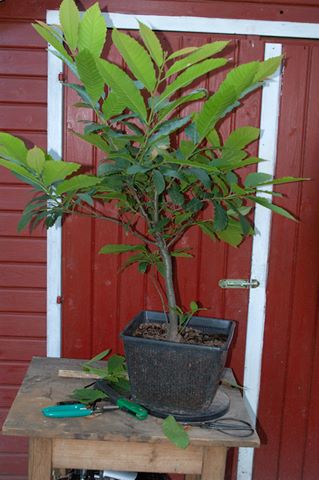 Baum 3 Vorher