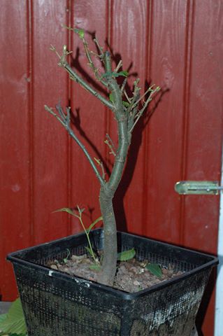 Baum 4 - Nach Blattschnitt