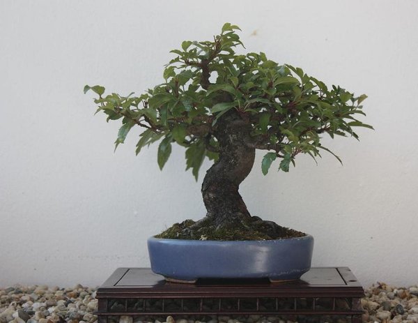 jap. kleinblättriger appel (hammer nebari)