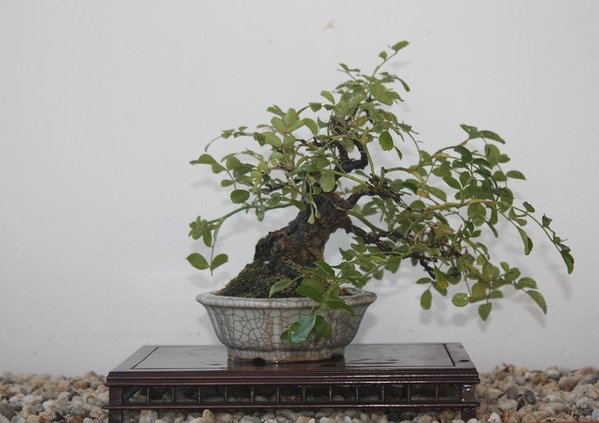 rose (mini)