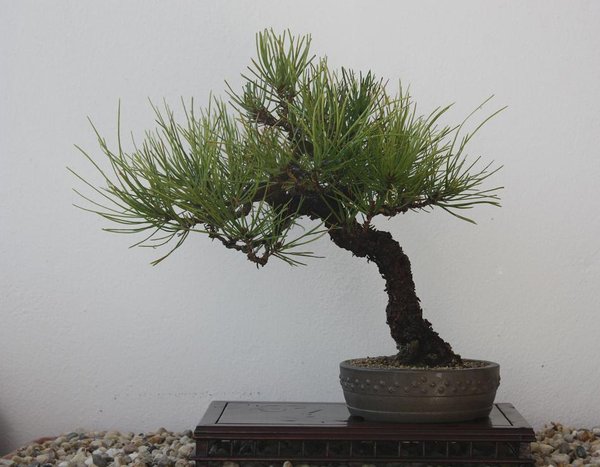 densiflora auch 2 austribe z.T. auch ohne triebe kuerzen