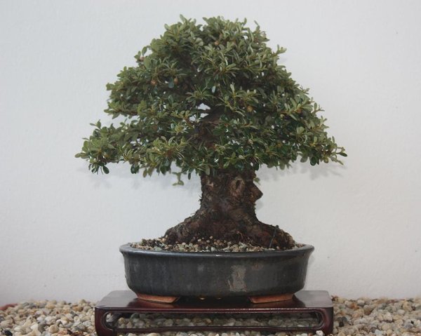 coti (einer meiner lieblinge ich liebe diese baum schale kombi=gerade wenn hunderte weisse kleinen blueten bzw zig rote früchte dranhengen)    ein augenschmausss