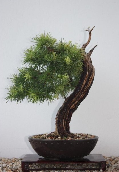 larix (wurde vor 2 monaten ordentlich ausgeholzt im winter neu drahten und abspannen )