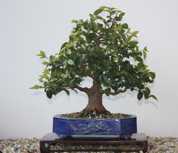 celtis (kommt man kaum hinterher so wuechsig)