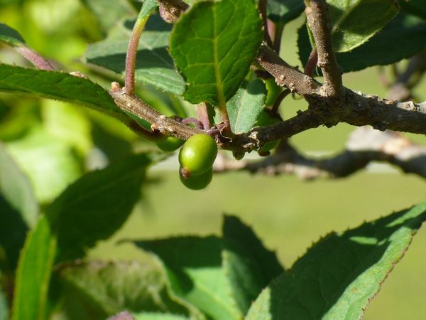 Ilex Shohin - unreife Frucht