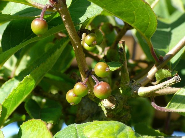 größerer Ilex - Früchte