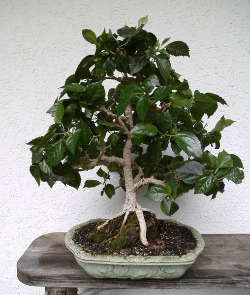 Höhe 52 cm