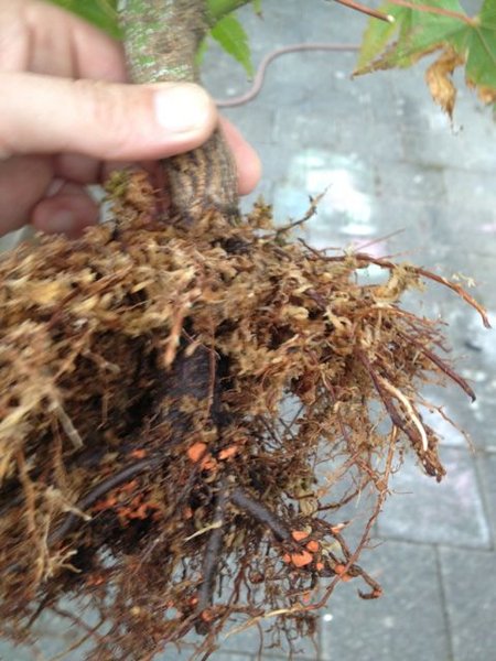acer_2013_08_1.jpg
