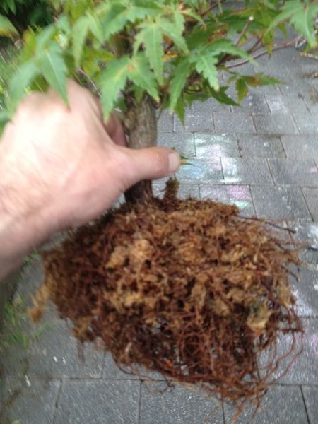 acer_2013_08_2.jpg