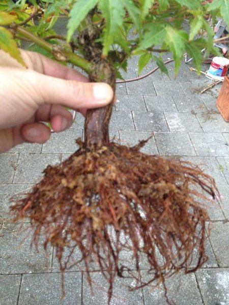 acer_2013_08_3.jpg