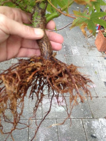 acer_2013_08_4.jpg