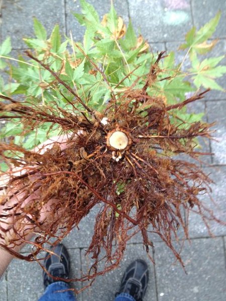 acer_2013_08_5.jpg