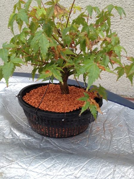 acer_2013_08_7.jpg
