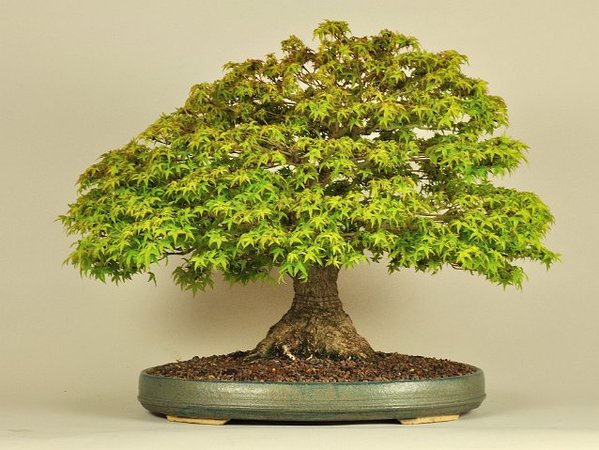 Acer Palmatum Kiohime.jpg