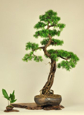 Larix 005.jpg