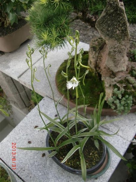 vogelblume (3) (Mittel) (Individuell).JPG