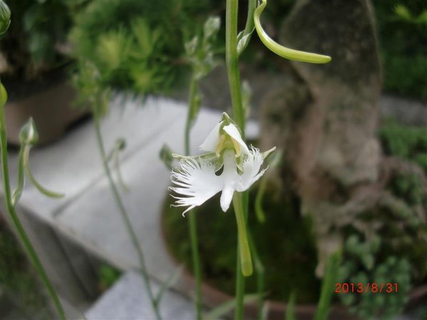 vogelblume (1) (Groß) (Individuell).JPG