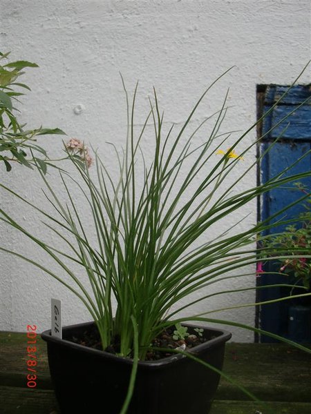 gelbblüte (2) (Mittel).JPG