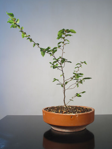 Hopfenbuche 5 2012.jpg