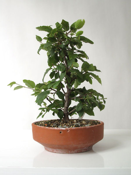 Hopfenbuche 5 2013.jpg