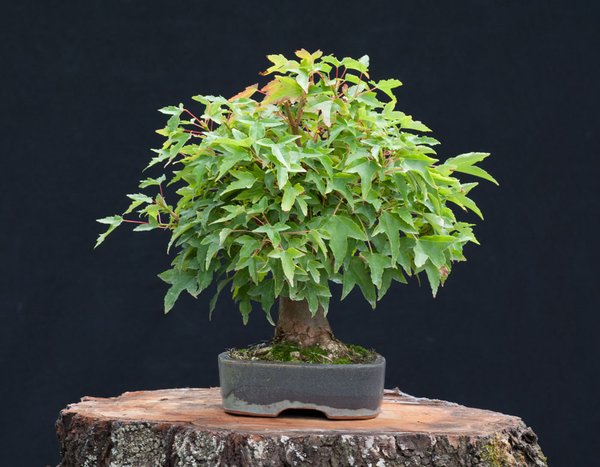 Acer_buergerianum5.jpg