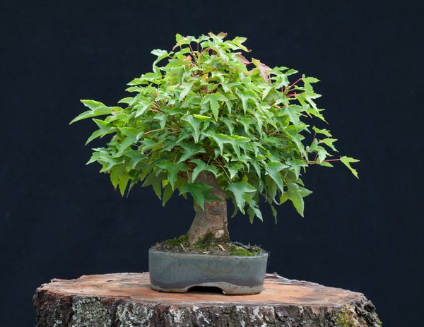 Acer_buergerianum6.jpg